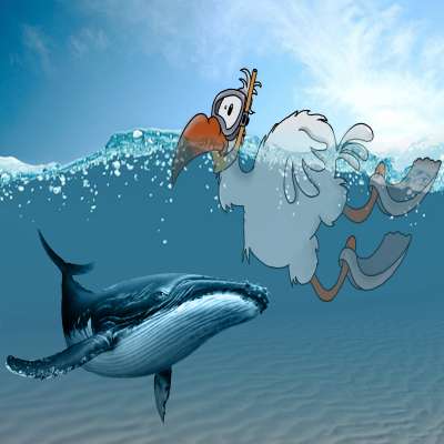 Exploration Subaquatique Baleine avec le club de plongÃ©e le Dodo PalmÃ© Ã  La RÃ©union