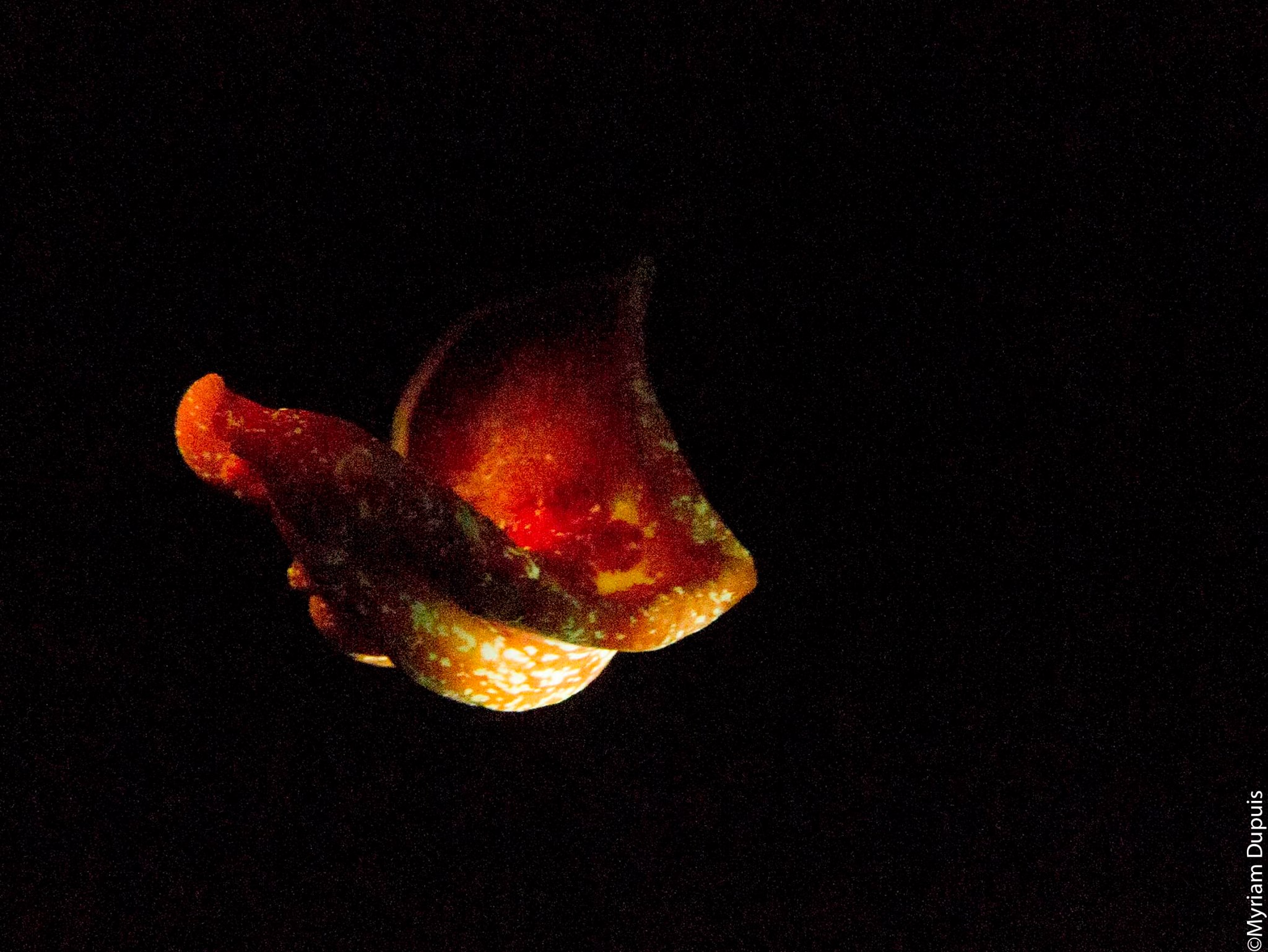 Hexabranchus sanguineus observé sur un site de plongée à l'île de La Réunion