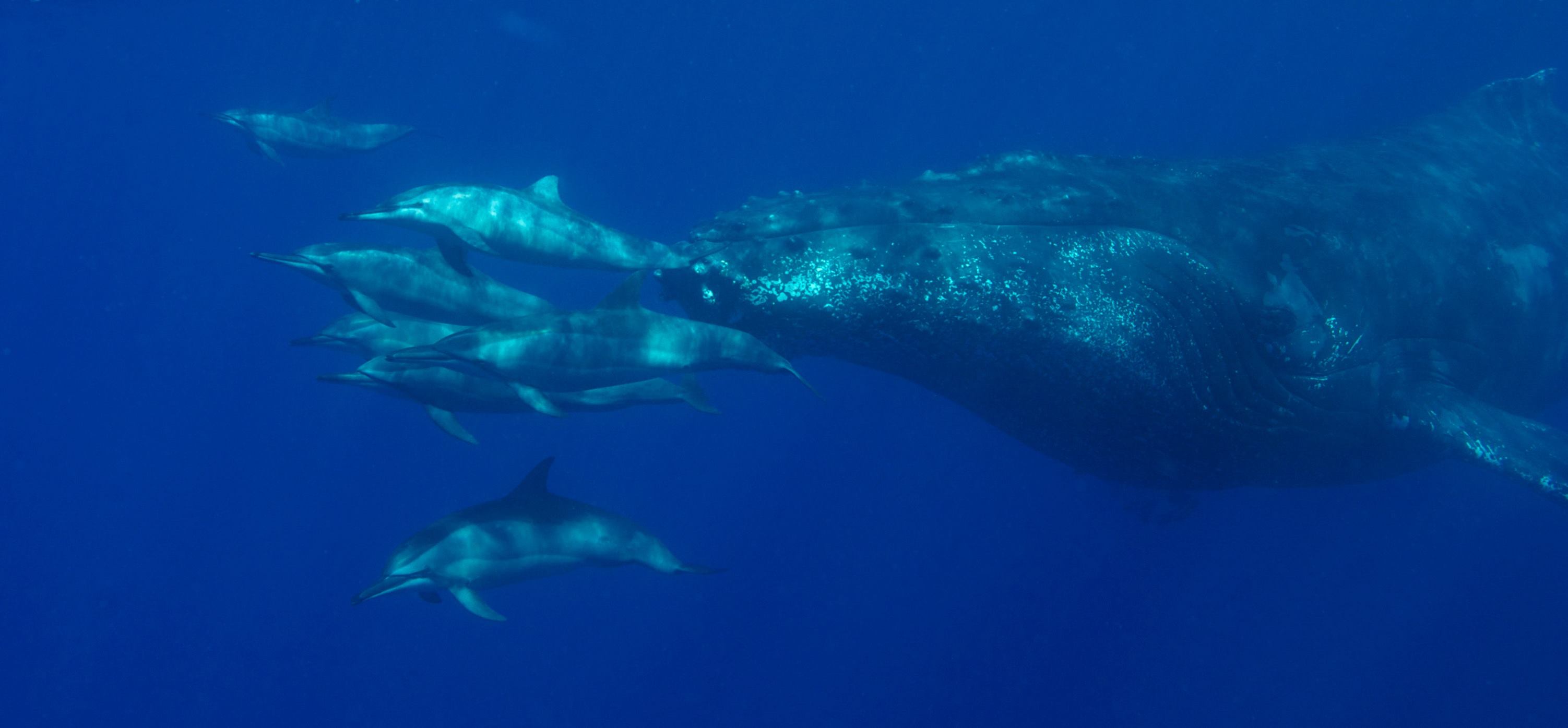 Plongée à La Réunion | Randonnée Baleine