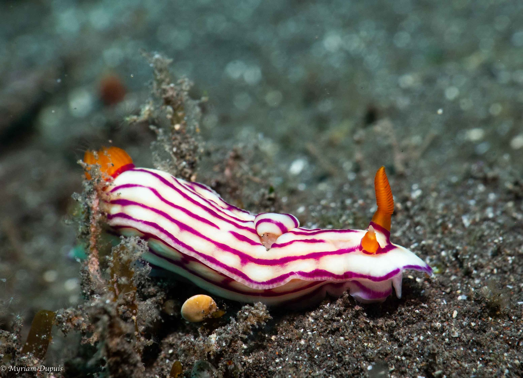 Nudibranche Hypselodoris maridadilus, La Réunion.